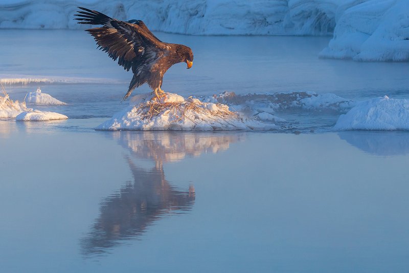 камчатка, орел, природа, путешествие, фототур, птицы, зима Вечерний поклонphoto preview