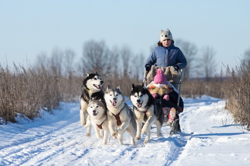 куликово поле хаски \