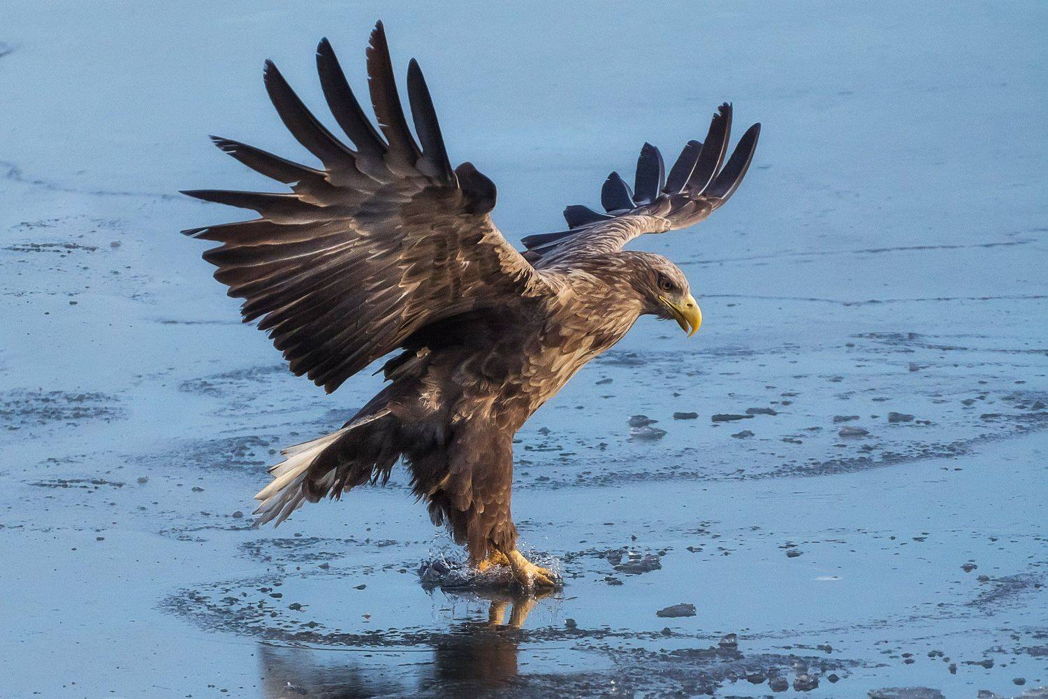 , Шинкарева Елена