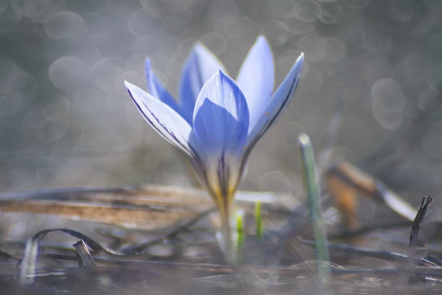 крокус,февраль,макро, Елена Брежицкая