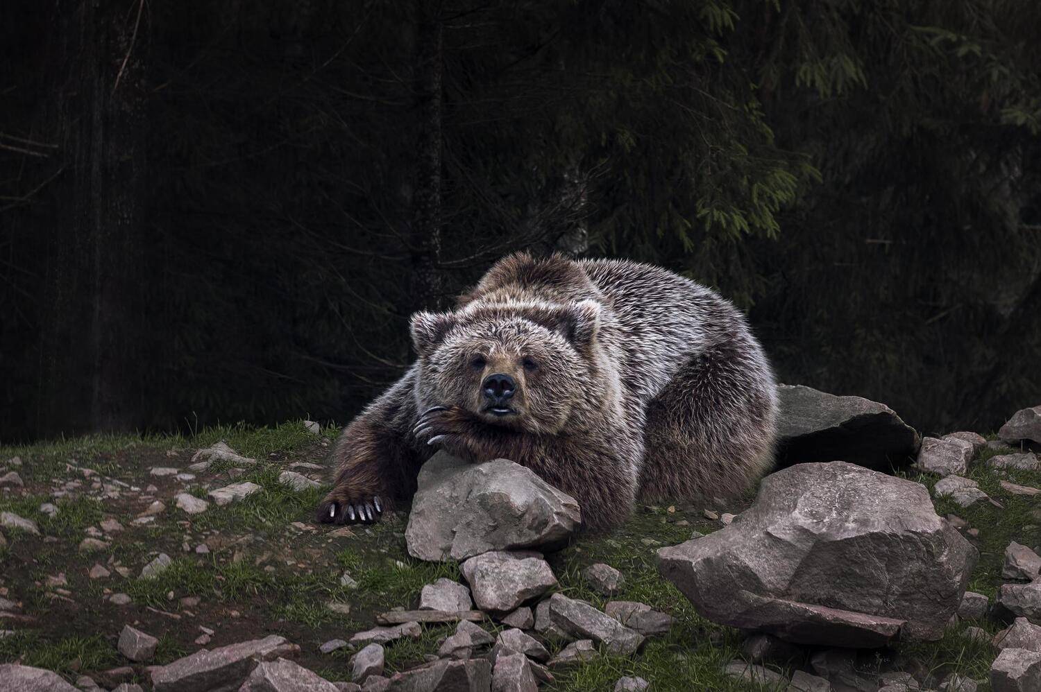 Sleeping bear. Автор: Полина Хрол wild,wildanimals,wild_animal,wildanimalphotography,animal,animalphotography,animalportrait,animals,bear,forest,ukraine,wildanimal,wildlife,wildlifephotography,forestwoods, лес, медведь, животные, дикие животные, Синевирская поляна, Закаррпатье, Украина, Полина Хрол