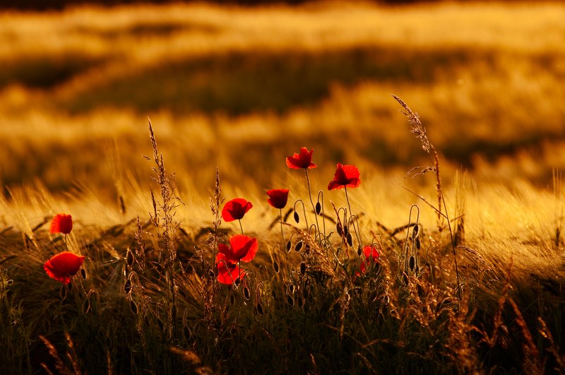 I walk around Warmiaphoto preview