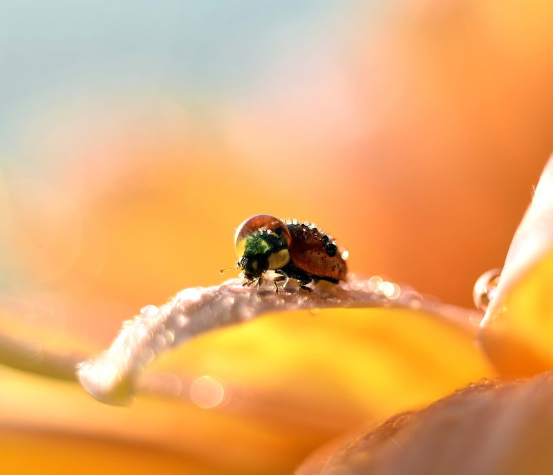 макро, насекомые, коровка, божья коровка, капелька, вода, волшебство, солнце, россия, макро мир, Солнечный гостьphoto preview