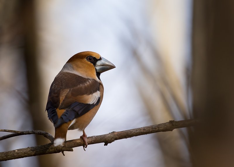 Hawfinchphoto preview