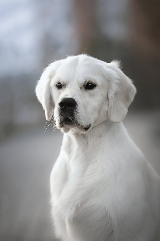 золотистый ретривер photo preview