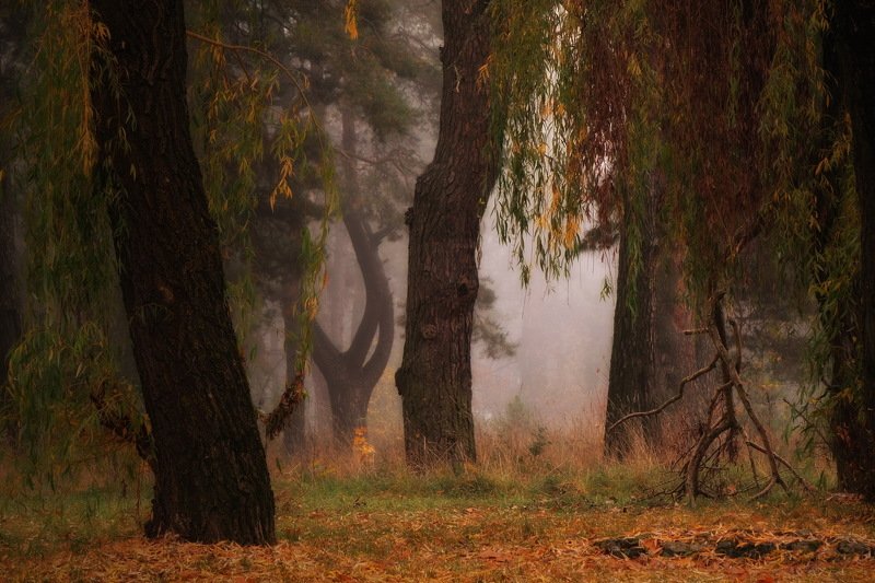 вечер осень лес  Осенний лес(V)photo preview