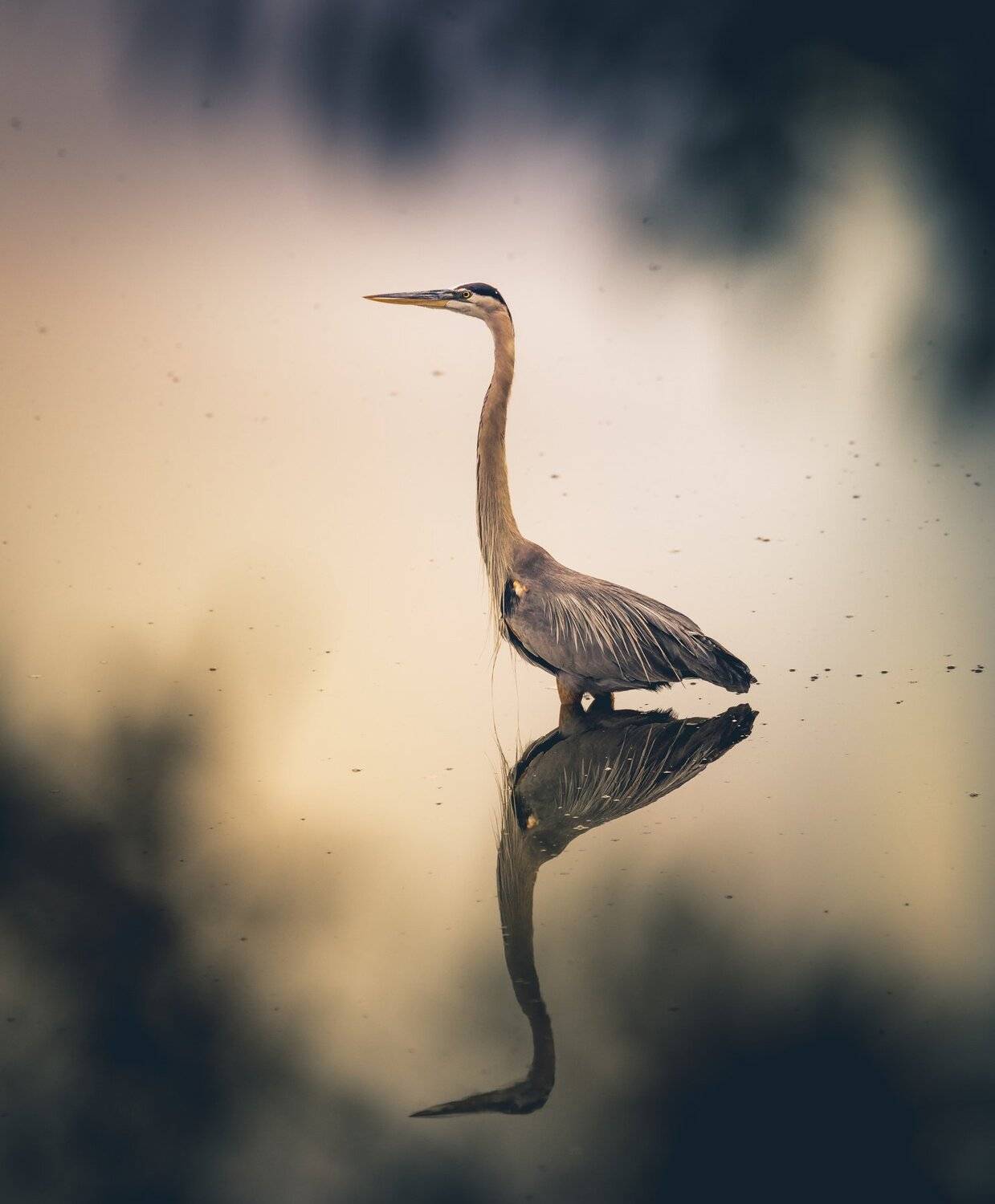 Great Blue Heron. Автор: Илья Данилов , Илья Данилов
