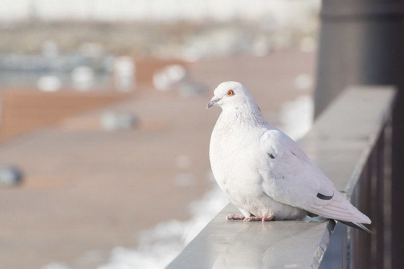 Голубкаphoto preview
