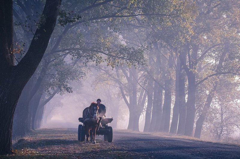 Пронзая утренний туман...photo preview