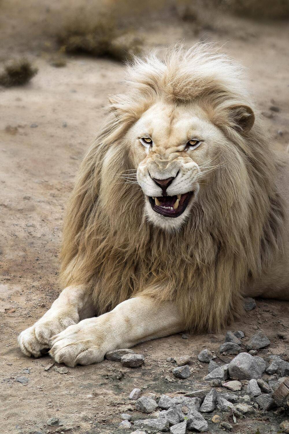 The Lion King. Автор: Полина Хрол cat,lion,wild,wildanimal ,wildanimals,wildlife,wildlifephotography,wildanimalphotography, дикие животные, животные, лев, кот, кошки, зоопарк, минск, беларусь,, Полина Хрол