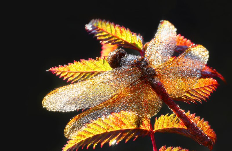 Сокровище алмазного фондаphoto preview