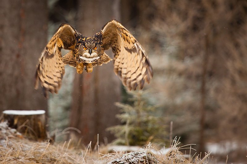 Bubo bubophoto preview