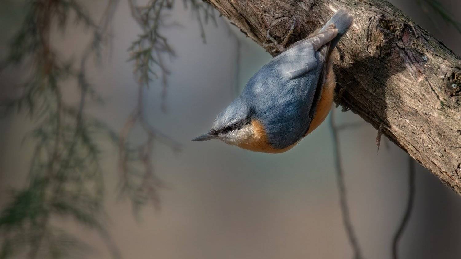 ВНИЗ ГОЛОВОЙ. Автор: Alexander Plekhanov , Alexander Plekhanov