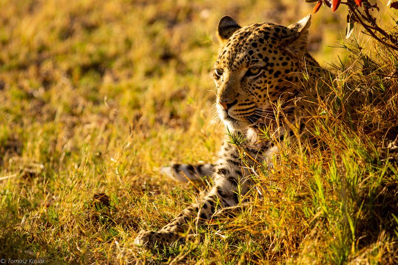 Leopardphoto preview