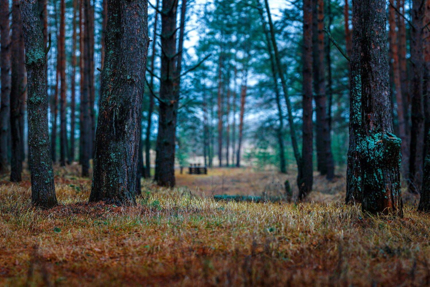 пейзаж, Сергей Сергеев