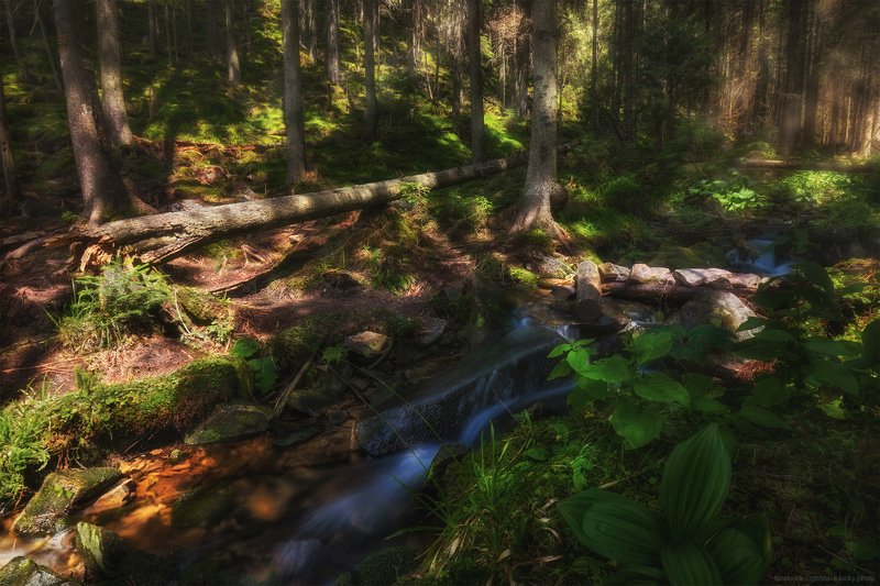 родник, ручей, горы, лес, природа, лето, мох, камни, свет, карпаты photo preview