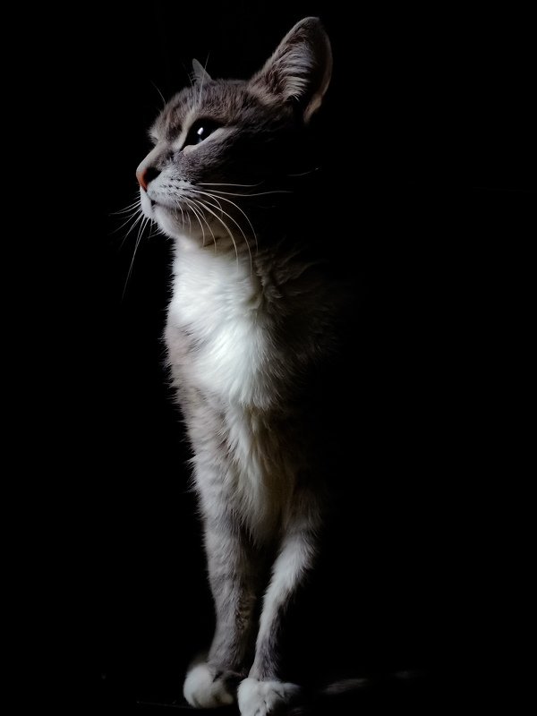 кот Котphoto preview