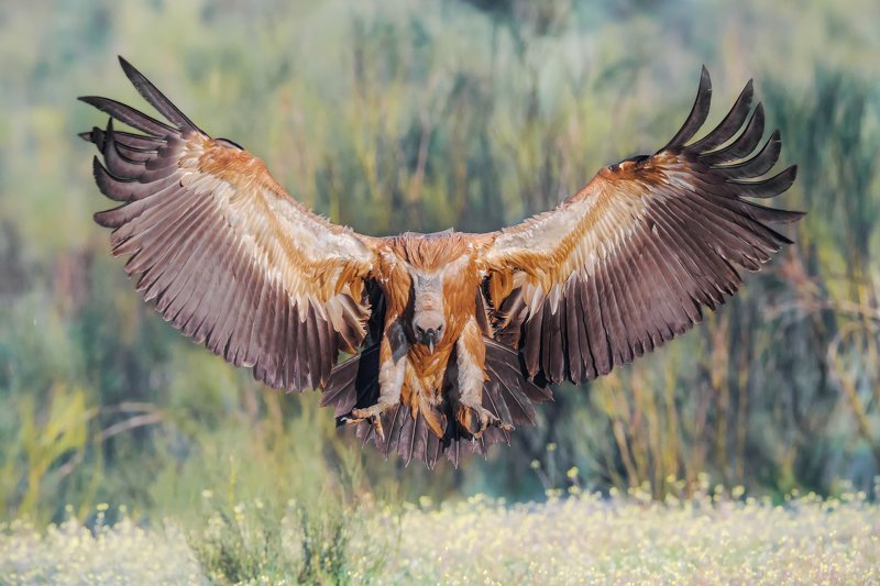 Landingphoto preview