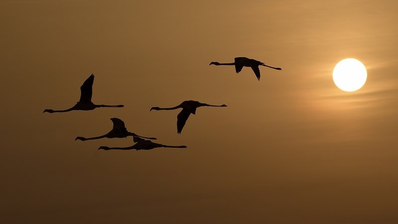 птицы birds Заходящее солнцеphoto preview