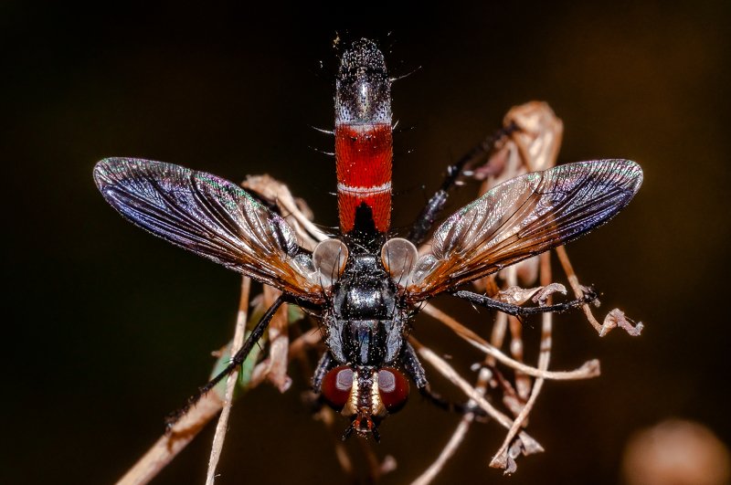 макро, насекомое, двукрылые, вега-11у, крылья, insect, fauna, detail, fly, wings Тахина в деталяхphoto preview