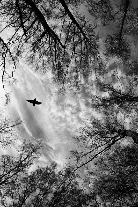 природа, небо, деревья, птицы, облака, черно-белое, настроение, атмосфера, чб Настроениеphoto preview