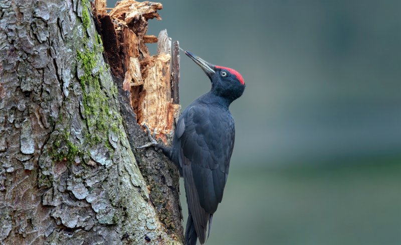 ЖЕЛНАphoto preview