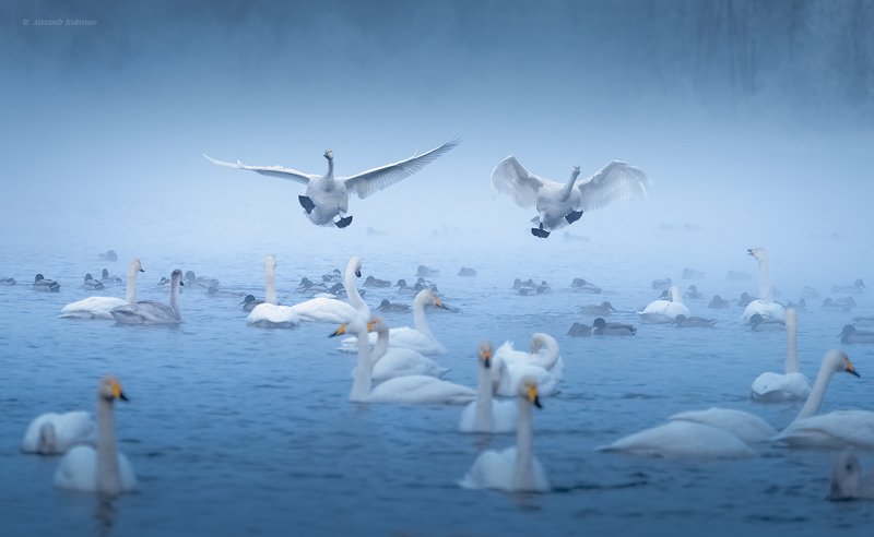 алтай,зима,лебеди,птицы,животные Танцы над водой... фото превью