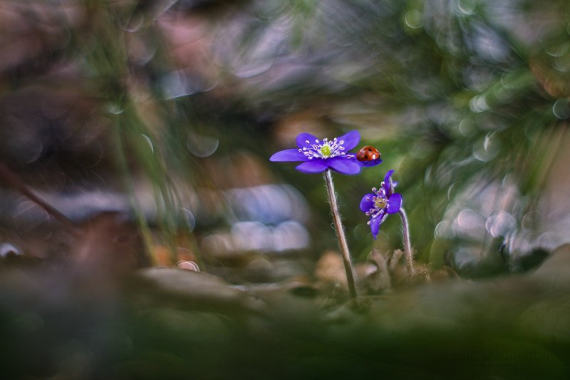 flower Hepatica nobilis Mill.photo preview