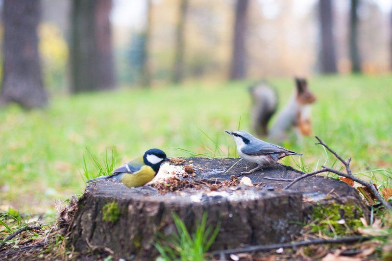 полдникphoto preview