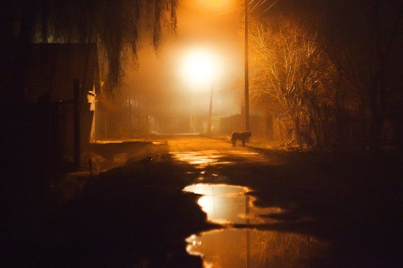 о бездомных псахphoto preview