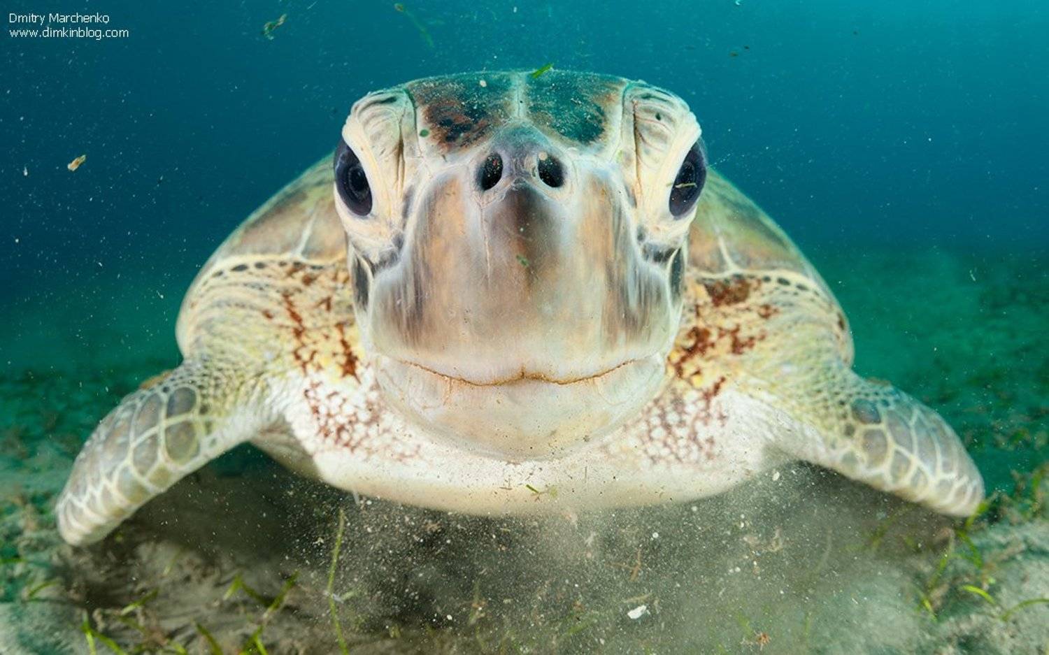 черепаха, зеленая черепаха,turtle, Дмитрий