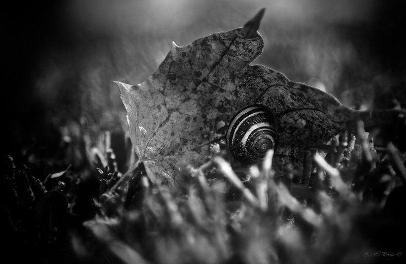 snail, leaf, bokeh, b/w I have found my shelterphoto preview