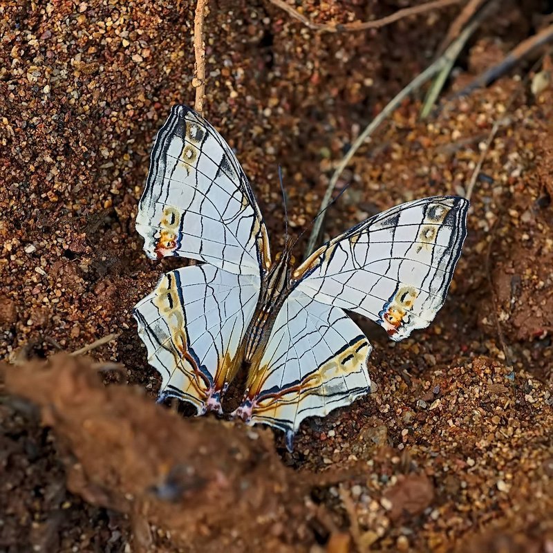 cyrestis, thyodamas, formosana Мраморная...photo preview