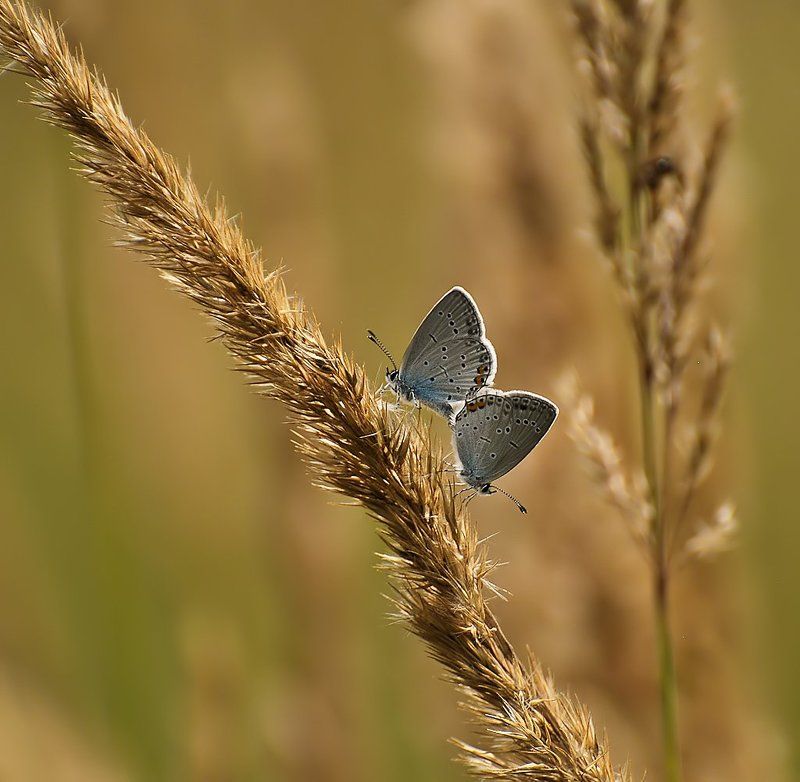 ...in flagranti...photo preview