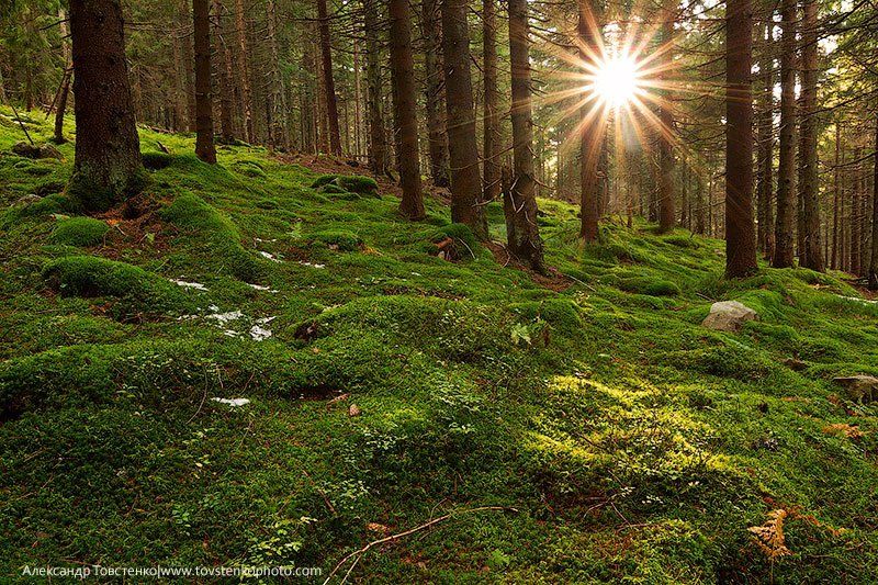 Закат в лесуphoto preview