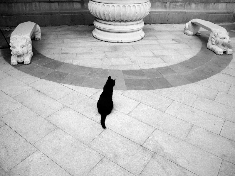 кот, жинр, животные * * *photo preview