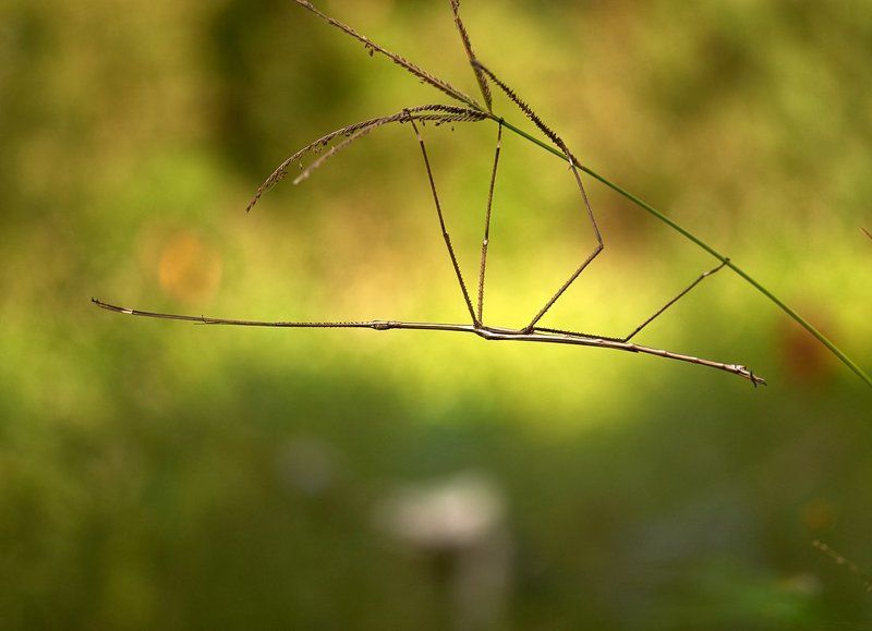 Палочник...photo preview