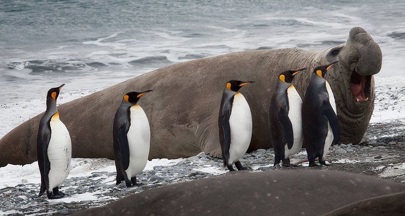 субантарктика, south, georgia Южная Георгия. Фауна.photo preview