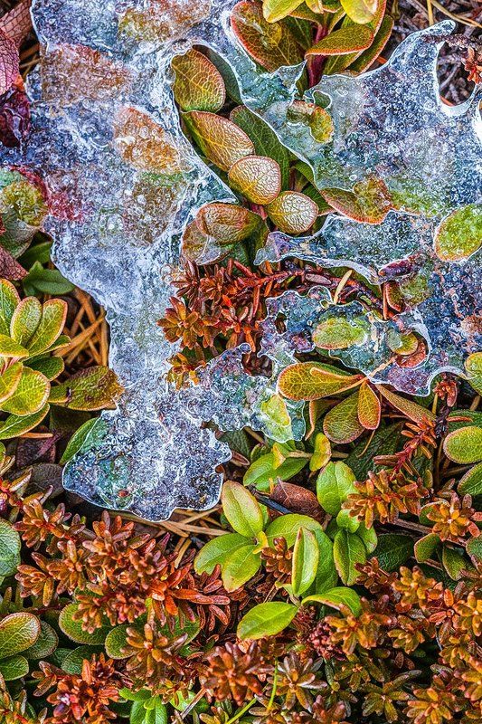 Ледниковый периодphoto preview