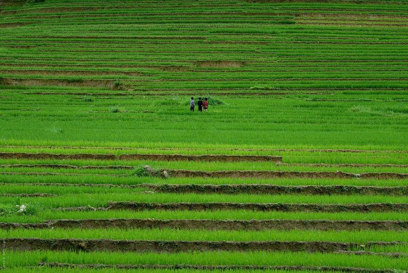 Размышления троих о дизайне ланшафта.photo preview