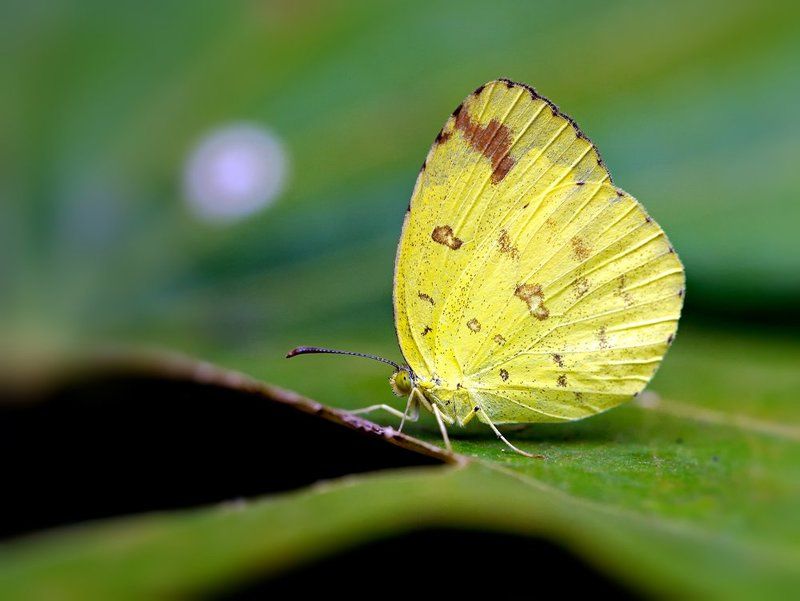 COMMON GRASS YELLOWphoto preview