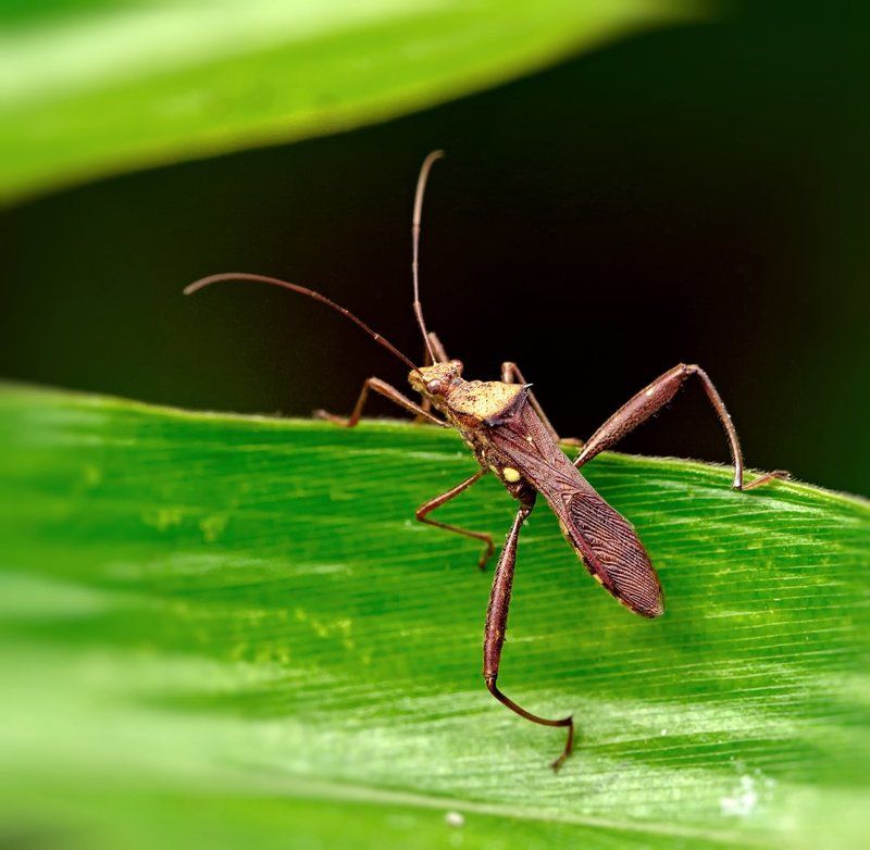 Клоп...photo preview