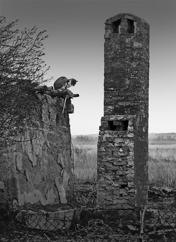 Грустная история или Кошкин домphoto preview