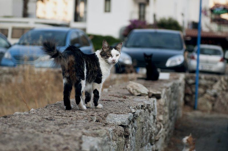 кошки, жанр, улица ***photo preview