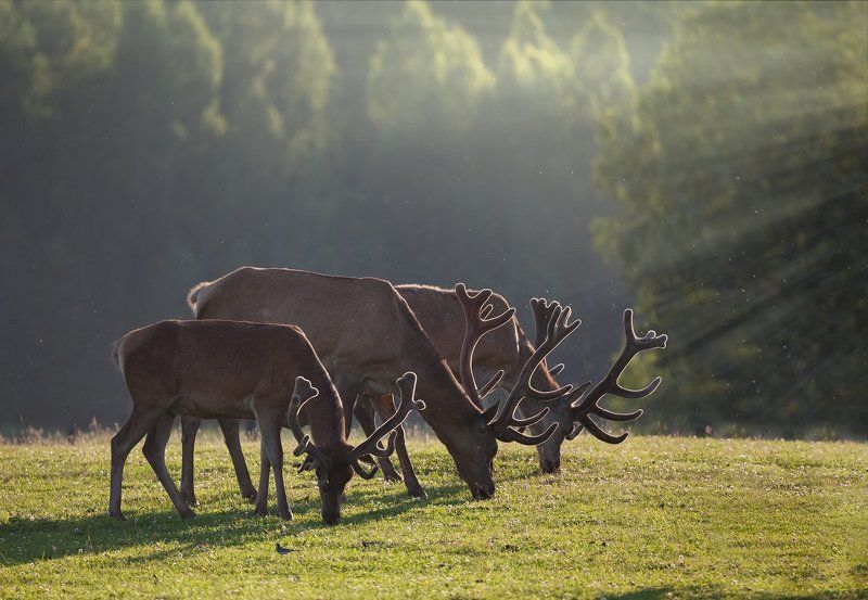 Солнечные рожкиphoto preview