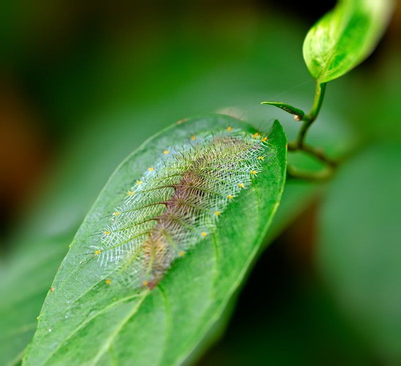 Колючка...photo preview