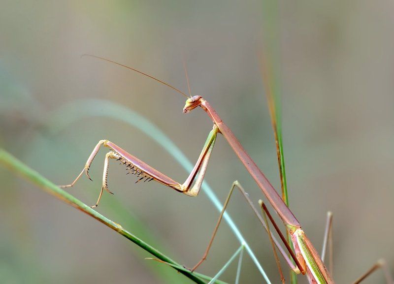 На цыпочках...photo preview