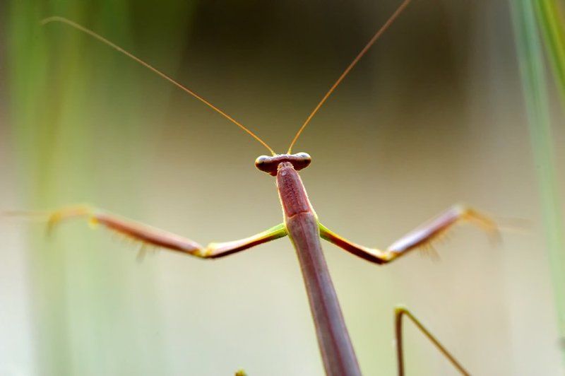 Дирижерphoto preview