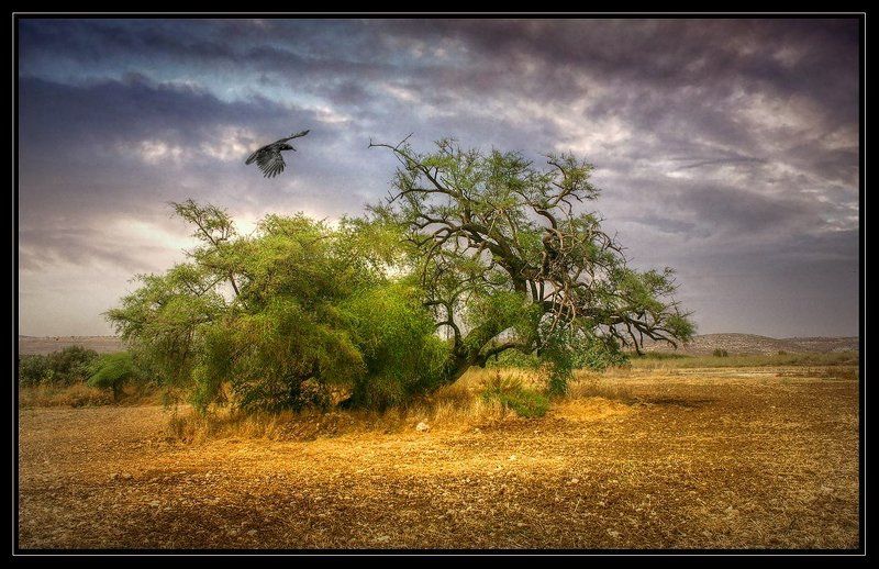 ворона Полевая...про воронуphoto preview