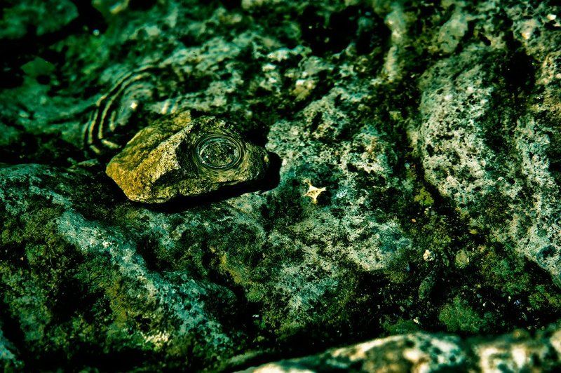 Мой Микрокосмосphoto preview